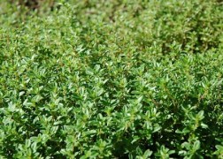 Thymus vulgaris / Kerti kakukkfű